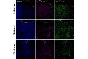 Immunohistochemical detection of progesterone receptor (PR) and estradiol receptor (ER) in the apical region of the endometrium in uteri of nulliparous, multiparous and MPA-treated dogs. (Estrogen Receptor alpha Antikörper  (pTyr537) (AbBy Fluor® 647))