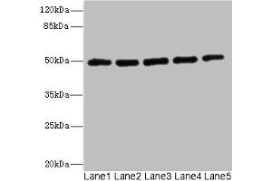 Western blot All lanes: KCNJ4 antibody at 2. (KCNJ4 Antikörper  (AA 316-445))