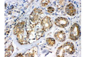 Immunohistochemistry (Paraffin-embedded Sections) (IHC (p)) image for anti-Flotillin 2 (FLOT2) (AA 169-344) antibody (ABIN3042393)