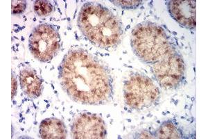 Immunohistochemical analysis of paraffin-embedded stomach tissues using MUC5AC mouse mAb with DAB staining. (MUC5AC Antikörper  (AA 28-327))