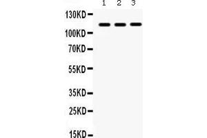 Western Blotting (WB) image for anti-NLR Family, CARD Domain Containing 4 (NLRC4) (AA 838-874), (C-Term) antibody (ABIN3043570) (NLRC4 Antikörper  (C-Term))