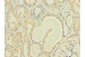 Immunohistochemistry of paraffin-embedded human kidney tissue using ABIN7150185 at dilution of 1:100 (MCM9 Antikörper  (AA 1-391))