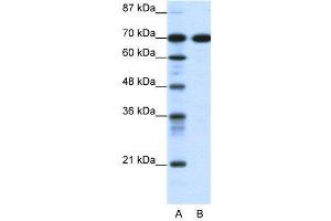 WB Suggested Anti-RRN3  Antibody Titration: 0. (RRN3 Antikörper  (C-Term))