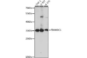 Western blot analysis of extracts of various cell lines, using TIMMDC1 antibody (ABIN7270929) at 1:1000 dilution. (TIMMDC1 Antikörper  (AA 206-285))