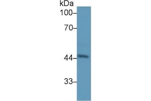 Rabbit Capture antibody from the kit in WB with Positive Control: Human urine. (Haptoglobin CLIA Kit)
