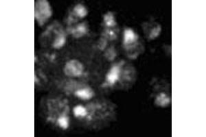 Immunofluorescence showing Mad1p polyclonal antibody  on yeast. (PSMD14 Antikörper)