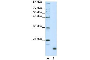 WB Suggested Anti-RPL32 Antibody Titration:  2. (RPL32 Antikörper  (N-Term))