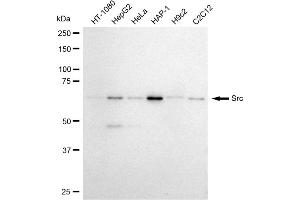 Western blotting analysis using Src antibody (ABIN7800054).