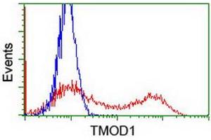 HEK293T cells transfected with either RC201134 overexpress plasmid (Red) or empty vector control plasmid (Blue) were immunostained by anti-TMOD1 antibody (ABIN2454776), and then analyzed by flow cytometry. (Tropomodulin 1 Antikörper)