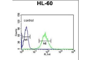 SNRPD1 Antibody (Center) (ABIN389356 and ABIN2839462) flow cytometric analysis of HL-60 cells (right histogram) compared to a negative control cell (left histogram). (SNRPD1 Antikörper  (AA 46-78))