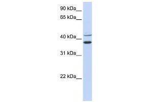 MKRN2 antibody used at 1 ug/ml to detect target protein. (MKRN2 Antikörper  (N-Term))