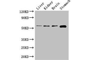 Western Blot Positive WB detected in: Mouse liver tissue, Mouse kidney tissue, Mouse brain tissue, Mouse stomach tissue All lanes: NOTUM antibody at 2. (NOTUM Antikörper  (AA 100-235))