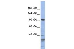 Image no. 1 for anti-Myosin IC (MYO1C) (AA 143-192) antibody (ABIN6743264) (Myosin IC Antikörper  (AA 143-192))