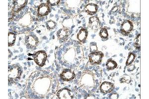 Image no. 1 for anti-Forkhead Box F2 (FOXF2) (AA 52-101) antibody (ABIN202540) (FOXF2 Antikörper  (AA 52-101))