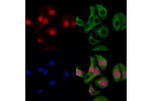 ABIN6258474 and ABIN6274426 staining Hela cells by IF/ICC. (SPIC Antikörper  (Internal Region))
