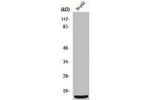 Western Blot analysis of HepG2 cells using MRP-S36 Polyclonal Antibody (MRPS36 Antikörper  (N-Term))
