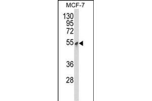 Western blot analysis of PDK3 Antibody (ABIN652286 and ABIN2841205) in MCF-7 cell line lysates (35 μg/lane). (PDK3 Antikörper)