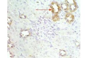 Mouse kidney tissue was stained by Anti-RFRP (56-92) (Human) Serum (NPVF Antikörper  (amidated, Preproprotein))