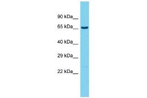 Host: Rabbit  Target Name: Ubash3b  Sample Tissue: Rat Testis lysates  Antibody Dilution: 1. (UBASH3B Antikörper  (C-Term))