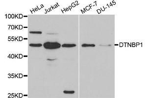 Western blot analysis of extracts of various cell lines, using DTNBP1 antibody. (DTNBP1 Antikörper  (AA 1-351))