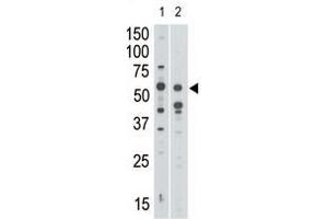 Image no. 1 for anti-Sialic Acid Binding Ig-Like Lectin 7 (SIGLEC7) (N-Term) antibody (ABIN357147) (SIGLEC7 Antikörper  (N-Term))