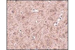 Immunohistochemistry of LASS6 in mouse brain tissue with this product at 2. (CERS6 Antikörper  (N-Term))