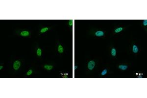 ICC/IF Image NRF1 antibody detects NRF1 protein at nucleus by immunofluorescent analysis.