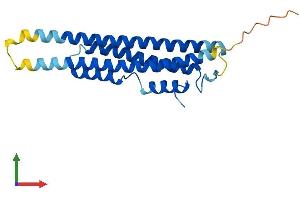 Protein Structure (PS) image for CINP (CINP) (AA 1-212) protein (His tag) (ABIN7546546)