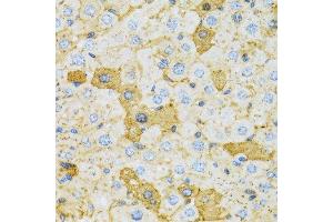 Immunohistochemistry of paraffin-embedded rat liver using OXA1L antibody. (OXA1L Antikörper  (AA 396-495))