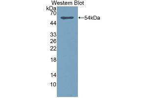 Western Blotting (WB) image for anti-Sialic Acid Acetylesterase (SIAE) antibody (Biotin) (ABIN1870873) (SIAE Antikörper  (Biotin))