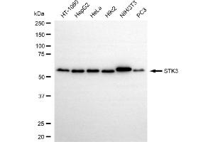 anti-serine/threonine Kinase 3 (STK3) antibody