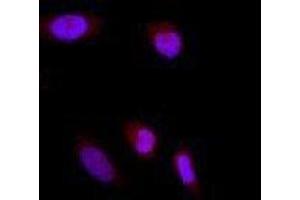Immunofluorescence (IF) image for anti-Glutamate-Rich WD Repeat Containing 1 (GRWD1) (full length) antibody (ABIN2451991) (GRWD1 Antikörper  (full length))