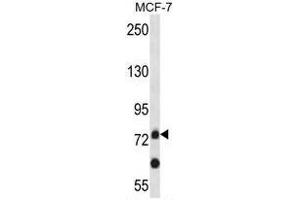 APLP2 Antibody (C-term) western blot analysis in MCF-7 cell line lysates (35µg/lane). (APLP2 Antikörper  (C-Term))