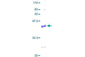 COX6A1 Protein (AA 1-109) (GST tag)