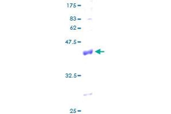 COX6A1 Protein (AA 1-109) (GST tag)