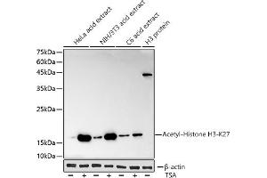 Western blot analysis of extracts of various cell lines, using Acetyl-Histone H3-K27 antibody (ABIN3016650, ABIN3016651, ABIN3016652, ABIN1682513 and ABIN1682514) at 1:1000 dilution. (Histone 3 Antikörper  (acLys27))