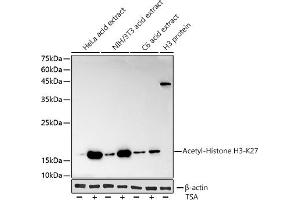 Western blot analysis of extracts of various cell lines, using Acetyl-Histone H3-K27 antibody (ABIN3016650, ABIN3016651, ABIN3016652, ABIN1682513 and ABIN1682514) at 1:1000 dilution. (Histone H3 (Acetyl K27) (acLys27) Antikörper)