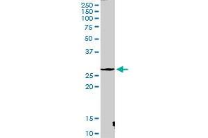 CTSG MaxPab rabbit polyclonal antibody. (Cathepsin G Antikörper  (AA 1-255))