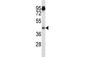 Aurka antibody western blot analysis in mouse NIH3T3 lysate.