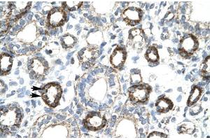 Human kidney; FOXF2 antibody - N-terminal region in Human kidney cells using Immunohistochemistry (FOXF2 Antikörper  (N-Term))