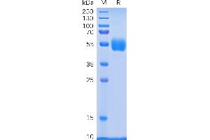 SDS-PAGE (SDS) image for Natural Cytotoxicity Triggering Receptor 3 (NCR3) (AA 19-135) protein (Fc Tag) (ABIN6961135)