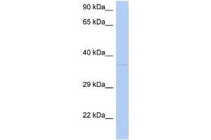 WB Suggested Anti-DRG1 Antibody Titration:  0. (DRG1 Antikörper  (N-Term))