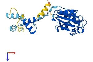 Phosducin Protein (PDC) (AA 1-244) (His tag)
