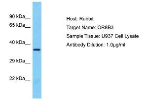 Host: Rabbit Target Name: OR8B3 Sample Type: U937 Whole Cell lysates Antibody Dilution: 1. (OR8B3 Antikörper  (C-Term))