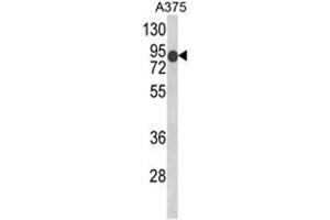 Western blot analysis of DCT Antibody (N-term) in A375 cell line lysates (35ug/lane). (DCT Antikörper  (N-Term))