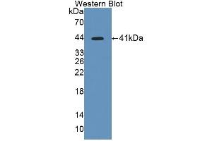 Detection of Recombinant PPP1Ca, Human using Polyclonal Antibody to Protein Phosphatase 1, Catalytic Subunit Alpha Isoform (PPP1Ca) (PPP1CA Antikörper  (AA 2-330))
