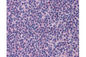 Anti-PML antibody IHC of human spleen. (PML Antikörper  (AA 588-637))