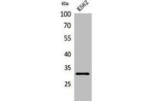 Western Blot analysis of K562 cells using VDAC1 Polyclonal Antibody. (VDAC1 Antikörper  (N-Term))
