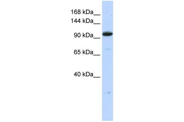 ZFP112 Antikörper  (N-Term)