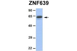 Hum. (ZNF639 Antikörper  (N-Term))